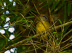 Dysithamnus mentalis