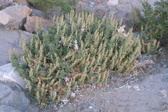 Ambrosia ilicifolia