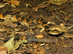 Leptodeira annulata