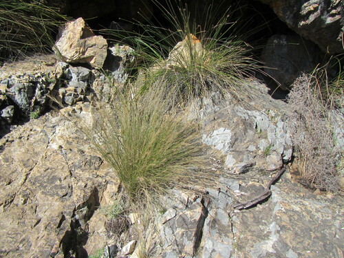 Image of Gongoni grass by (c) douglaseustonbrown, some rights reserved (CC BY-SA)