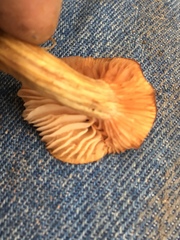 Desarmillaria caespitosa image