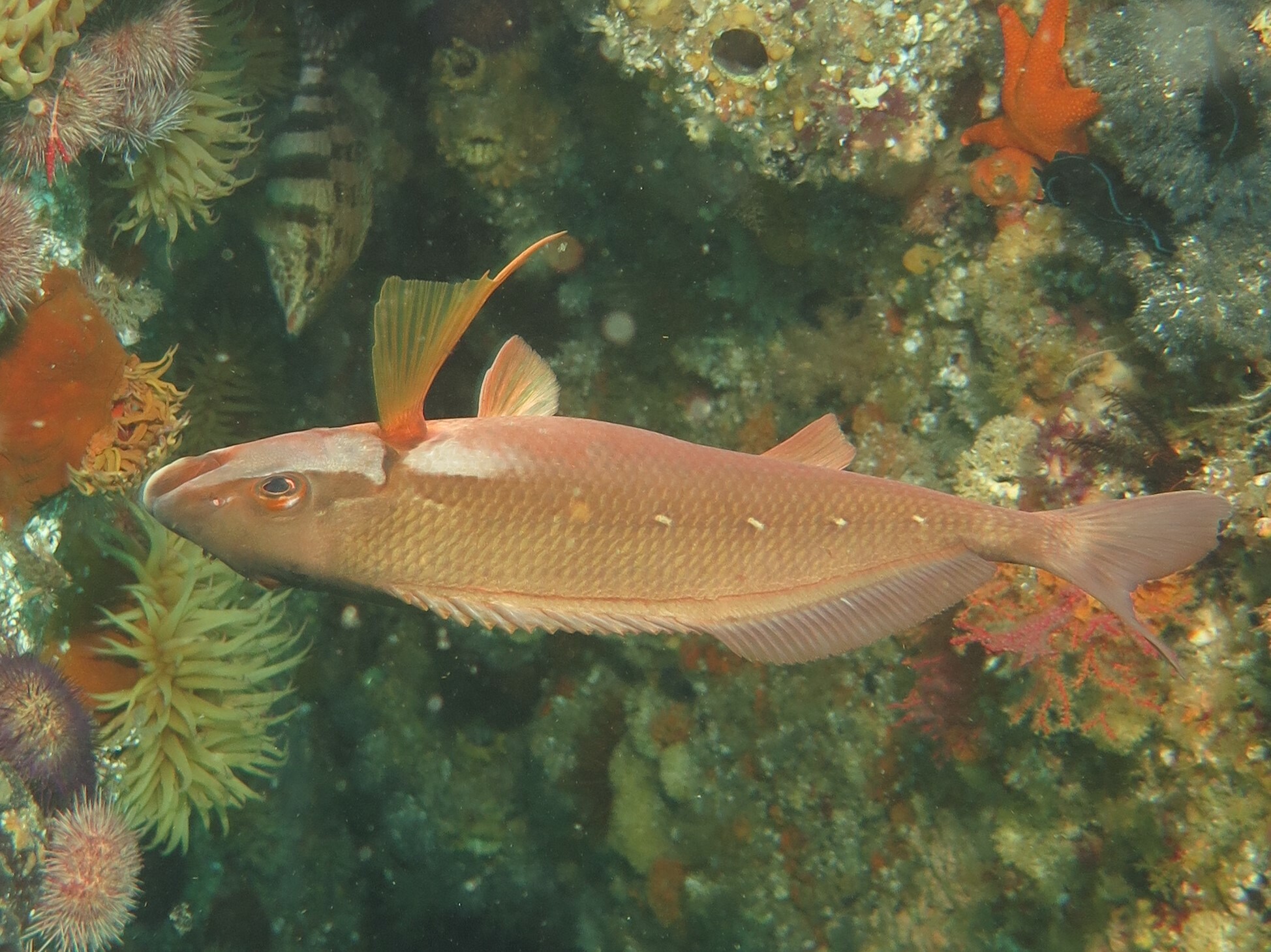 Chirodactylus brachydactylus (Cuvier, 1830)