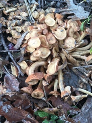 Desarmillaria caespitosa image