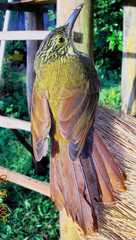 Xiphocolaptes albicollis