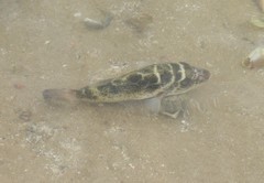 Sphoeroides annulatus