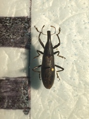 Lixus apterus