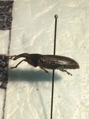 Lixus apterus