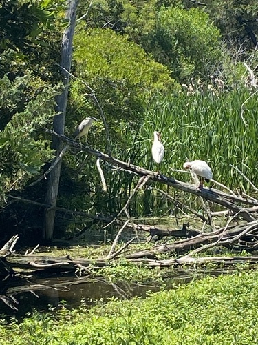 Black-crowned Night Heron photographed in North Carolina