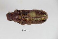 Dichelonyx diluta