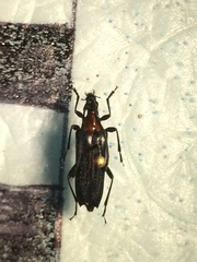 Cyphonotida rostrata