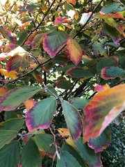Hamamelis mollis