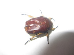 Protaetia culta