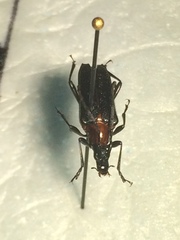 Cyphonotida rostrata