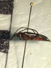 Cyphonotida rostrata