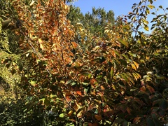 Hamamelis mollis