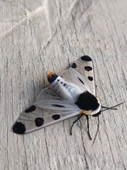 Dysschema boisduvallii
