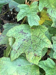 Cercospora hydrangeae