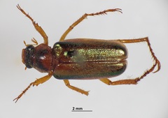 Dichelonyx diluta