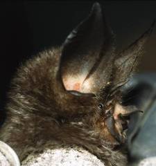 Ziama Horseshoe Bat photo 2