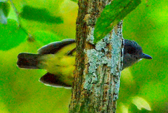 Dysithamnus mentalis