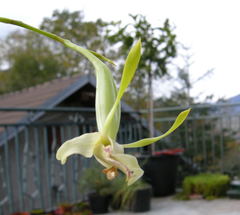 Dendrobium antennatum