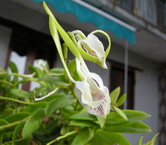 Dendrobium antennatum