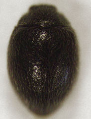 Stethorus bifidus