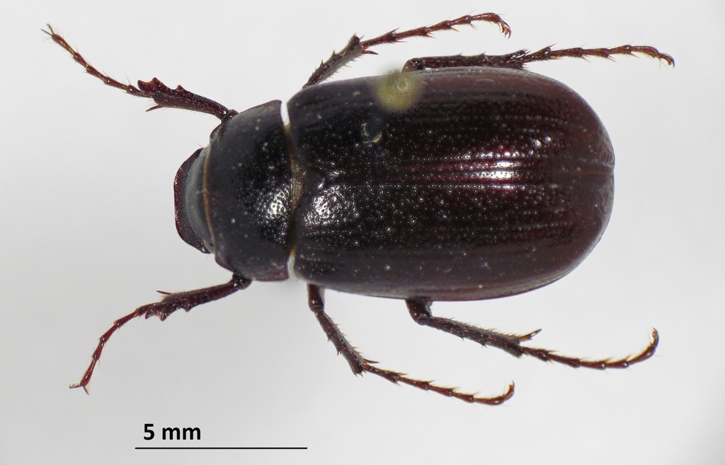 Diplotaxis tristis