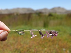 Silene gallica