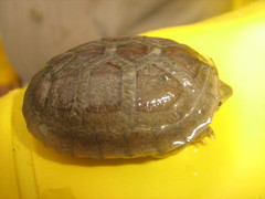 Oaxaca Mud Turtle photo 5