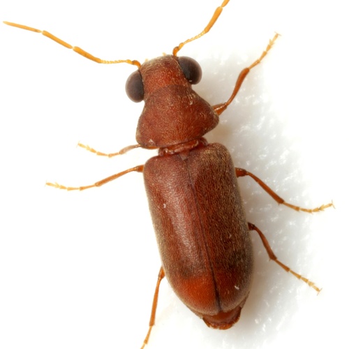 Representative image of Ernobius