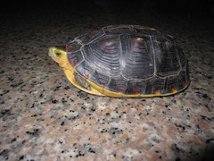 Cuora flavomarginata