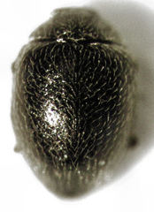 Stethorus bifidus