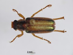 Dichelonyx diluta