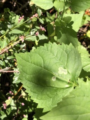 Calycomyza eupatoriphaga