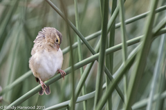 Euplectes franciscanus