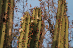Myrtillocactus schenckii