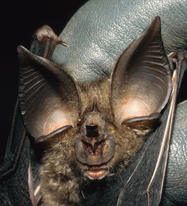 Ziama Horseshoe Bat