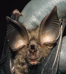 Ziama Horseshoe Bat photo 1
