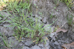 Planodes virginicum