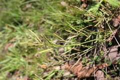 Planodes virginicum