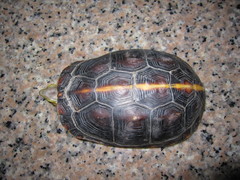 Cuora flavomarginata