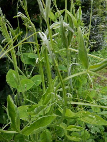 Image of Lathyrus grandiflorus by (c) Karen Fry, some rights reserved (CC BY)