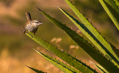 Campylorhynchus jocosus