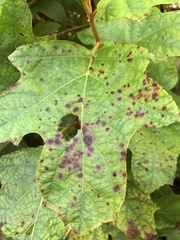Cercospora hydrangeae