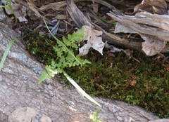 Cystopteris protrusa