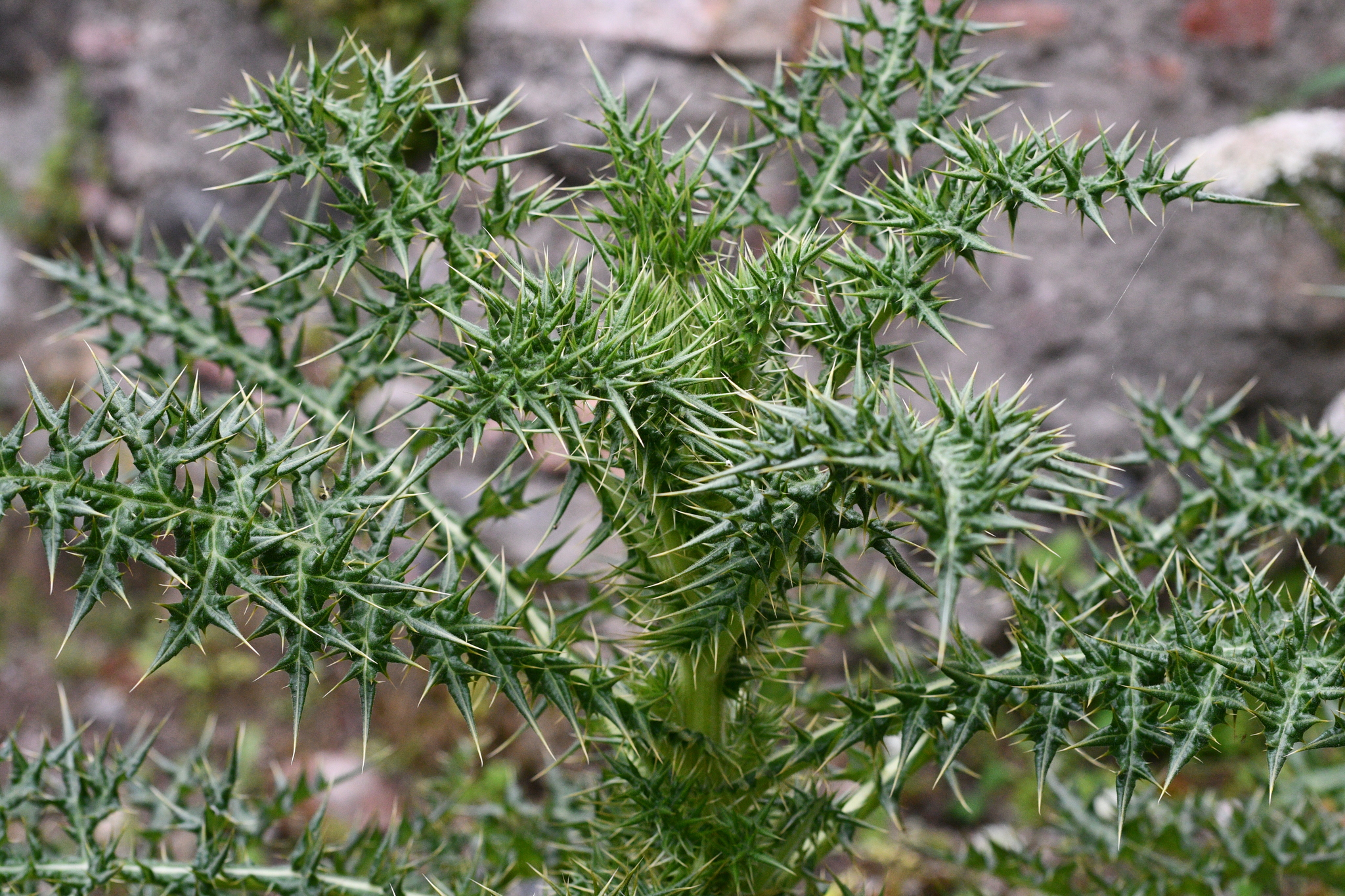 Echinops spinosissimus Turra