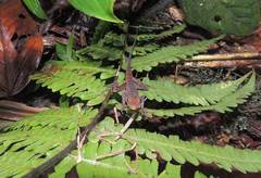 Anolis ventrimaculatus