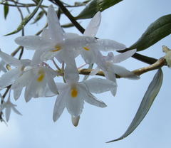Dendrobium montanum