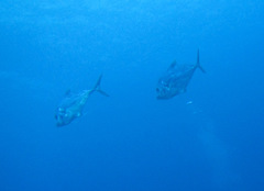 Alectis ciliaris